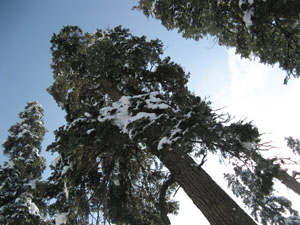 i Gulmarg - Himalaya - Cachemire - Inde - Conif&egrave;res